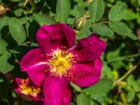 Rote Rosenblüte im Botanischen Garten - Visby